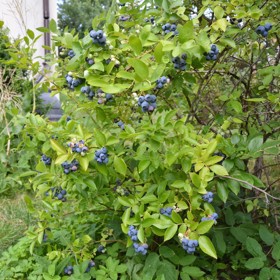 Climax Blueberry Bush 6 Climax Blueberry Bush - Image 6
