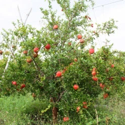 Nikitski Ranni Pomegranate Tree - Cold Hardy Pomegranate -Pixies Gardens Cold Hardy Pomegranate Full