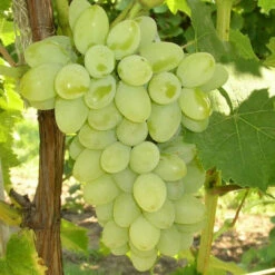 Compassion White Seedless Grape
