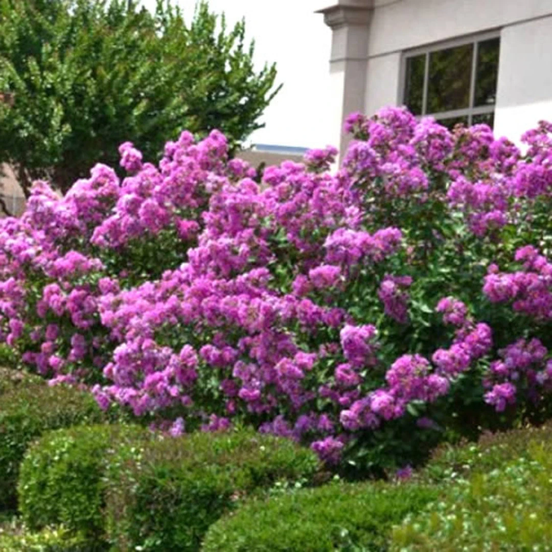 Crape Myrtle Early Bird Lavender 4 Crape Myrtle Early Bird Lavender - Image 4