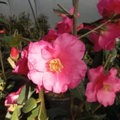 Camellia Crimson Candles -Pixies Gardens Crimson Candles 1