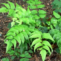 Japanese Holly Fern Cyrtomium Falcatum 'Rochfordianum' -Pixies Gardens Cyrtomium falcatum 3