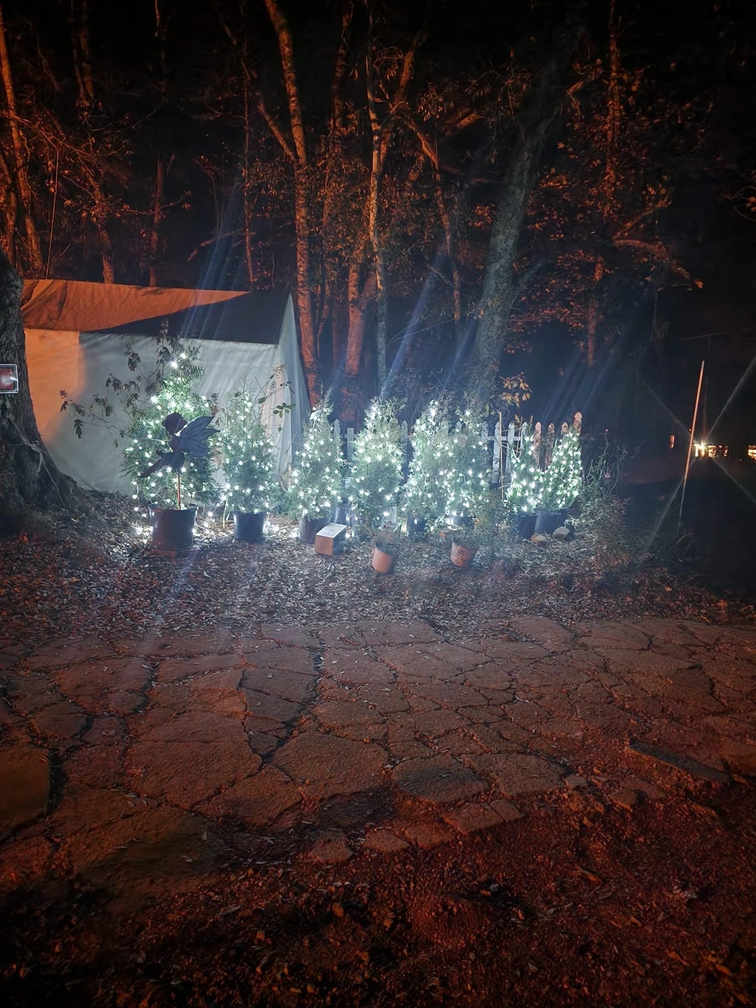 Blue Point Juniper 7 Blue Point Juniper - Image 7