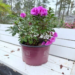 Majesty Encore Azalea 9 Majesty Encore Azalea -Pixies Gardens D32D90ED B851 4B04 AEBE E9A50C69911B