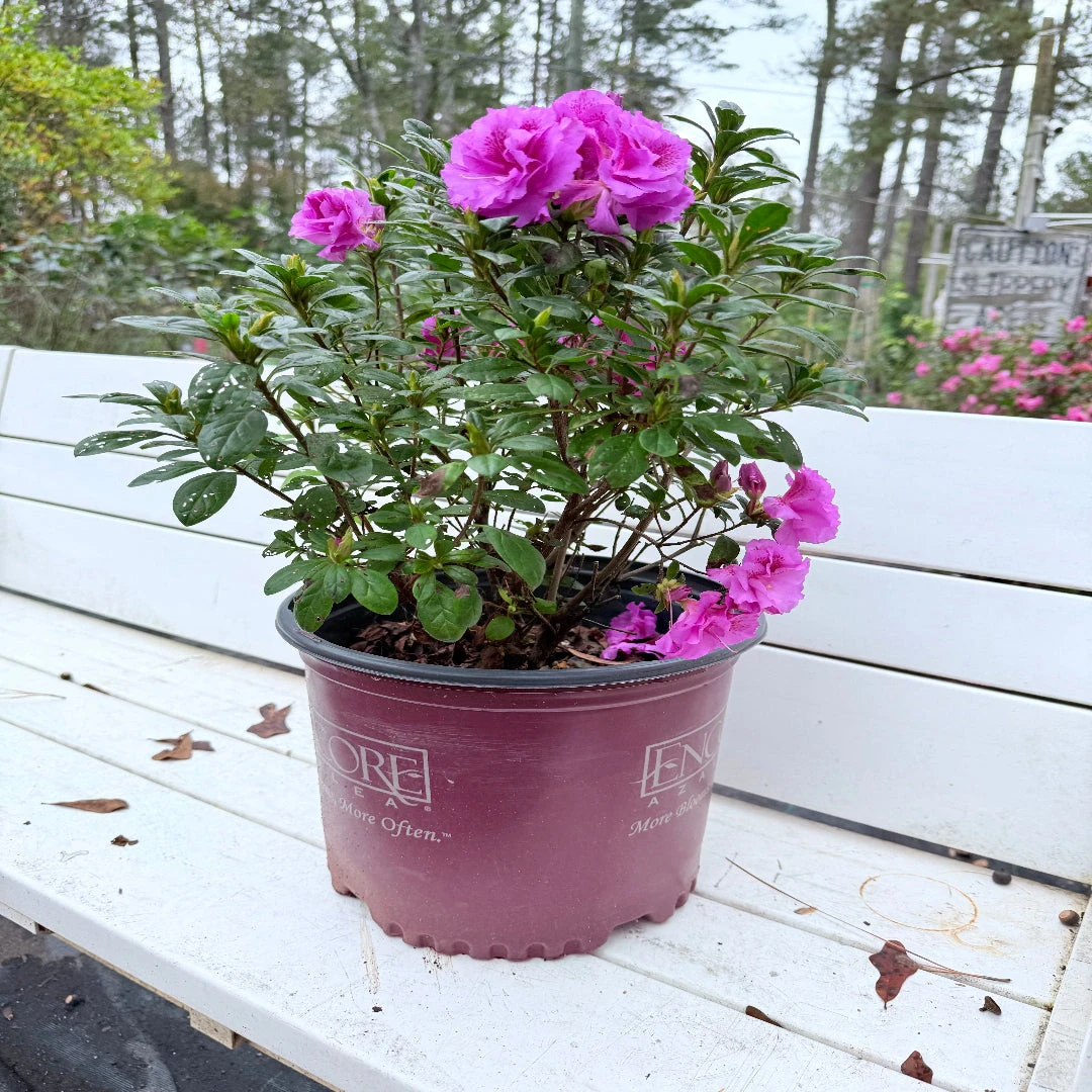 Majesty Encore Azalea 4 Majesty Encore Azalea - Image 4