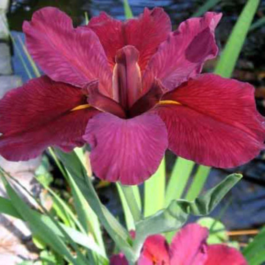Iris Red Velvet Elvis 1 Iris Red Velvet Elvis