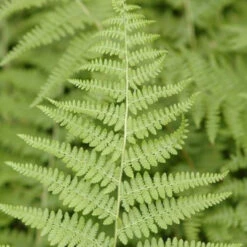 Dennstaedtia Punctilobula Hay Scented Fern