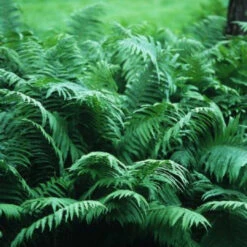 Osmunda Cinnamomea 'Cinnamon Fern' - [CG]