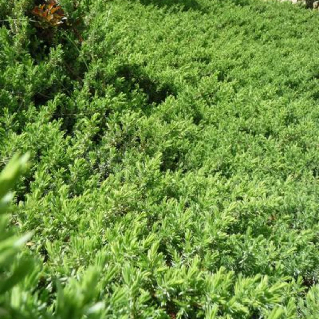 Juniper Blue Pacific Multipack 1 Juniper Blue Pacific Multipack