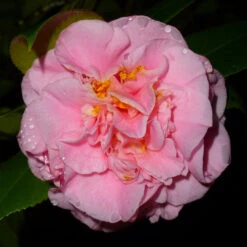 Mrs. Lyman Clarke Camellia 7 Mrs. Lyman Clarke Camellia -Pixies Gardens DebutanteCamellia 2