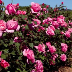 Dee-Lish Hybrid Tea Rose 11 Dee-Lish Hybrid Tea Rose -Pixies Gardens Dee LishHybridTeaRose 01 Custom