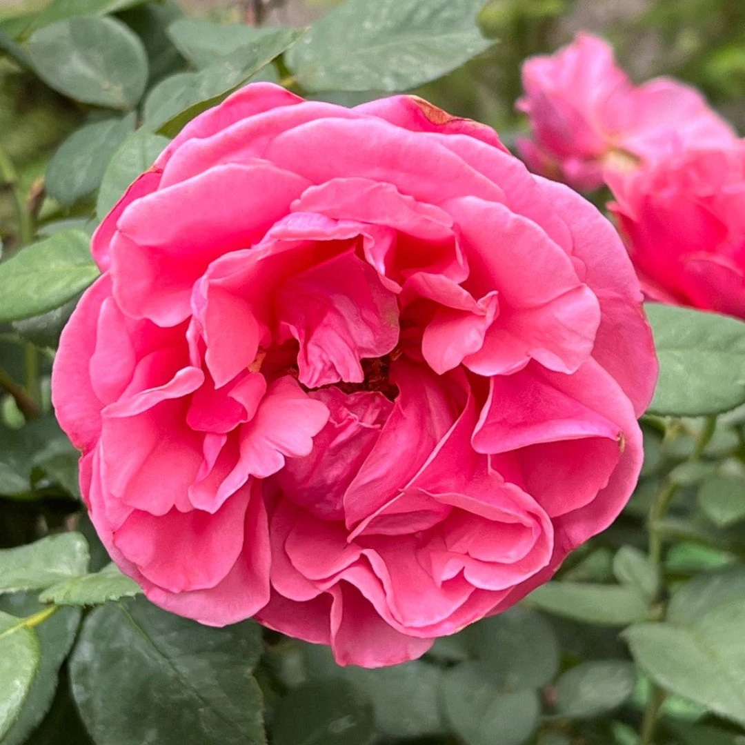 Dee-Lish Hybrid Tea Rose 3 Dee-Lish Hybrid Tea Rose - Image 3