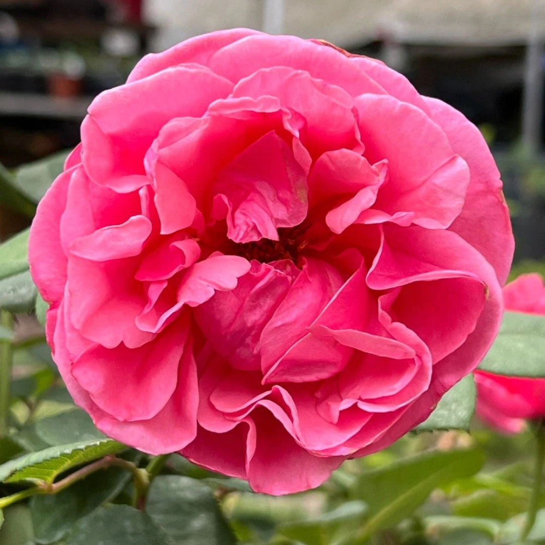 Dee-Lish Hybrid Tea Rose 1 Dee-Lish Hybrid Tea Rose