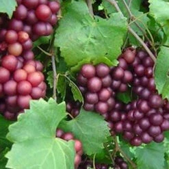 Dulcet Muscadine Grape Vine -Pixies Gardens Delicious Muscadine Grape Vine 55328