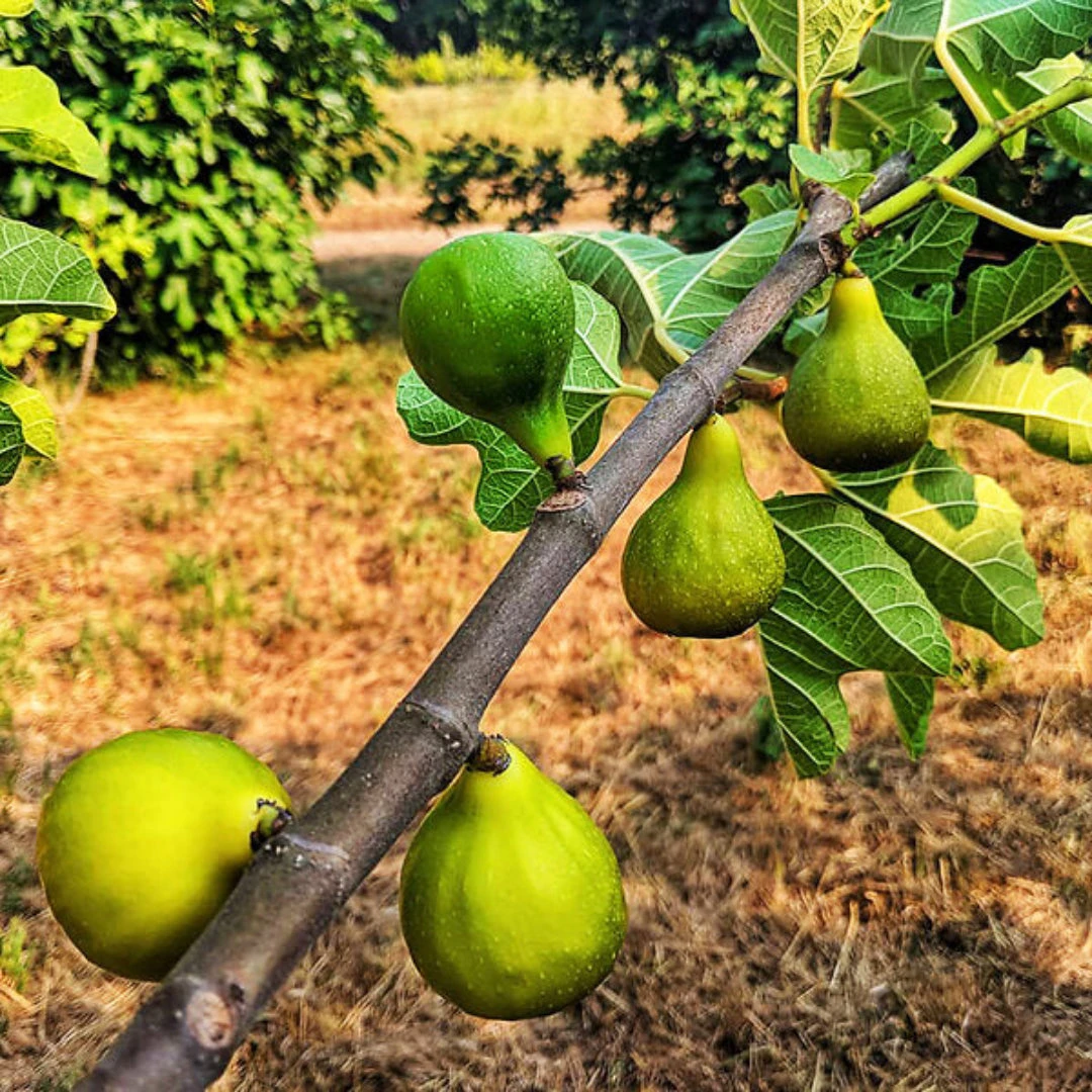 Desert King Fig Tree 3 Desert King Fig Tree - Image 3