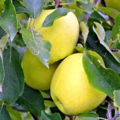 Dorsett Golden Apple Tree