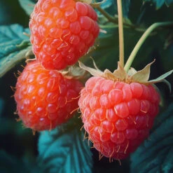 Double Gold Raspberry Plant -Pixies Gardens Double Gold Raspberry