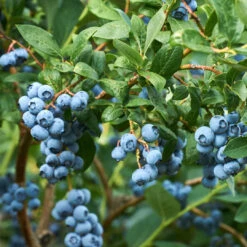 Duke Blueberry Bush -An Antioxidant Superfood