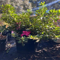 Autumn Sangria Encore Azalea -Pixies Gardens E182D037 7EFE 47A8 9EE0 AE641152C1D2