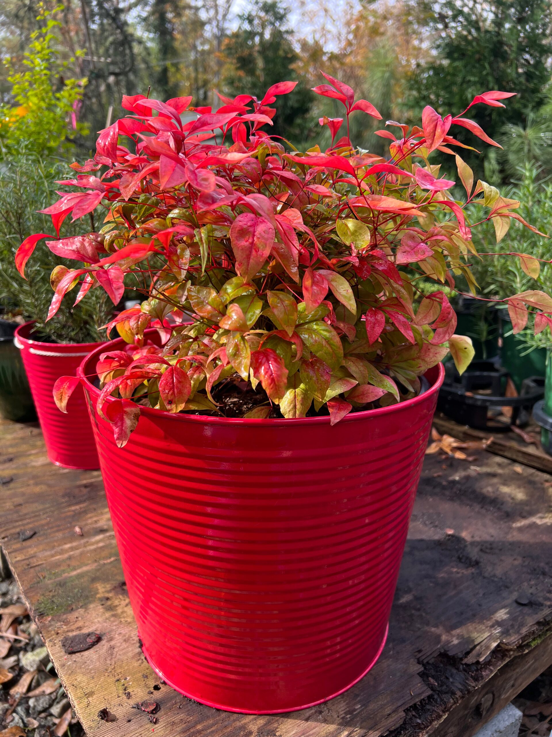 Nandina Firepower 3 Nandina Firepower - Image 3