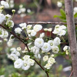 Spirea Prunifolia -Pixies Gardens E997A4BE 74E5 4ADB B22D B1F3CD6865D2