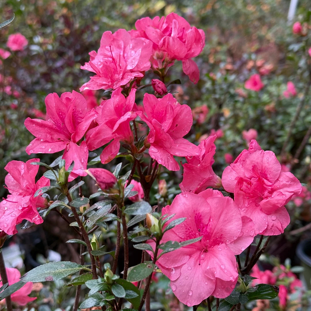 Echo Peachy Keen Azalea 2 Echo Peachy Keen Azalea - Image 2