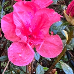 Echo Peachy Keen Azalea 13 Echo Peachy Keen Azalea -Pixies Gardens EBEB82A7 3700 4292 BC7D 1770918CD6C4