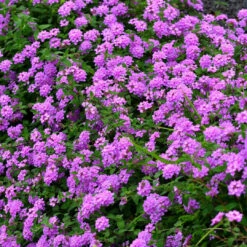 Lantana Montevidensis 'Trailing Purple - [EG] -Pixies Gardens E Plant of the Month Trailing Lantana
