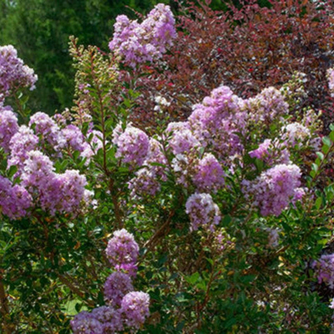 Crape Myrtle Early Bird Lavender 2 Crape Myrtle Early Bird Lavender - Image 2