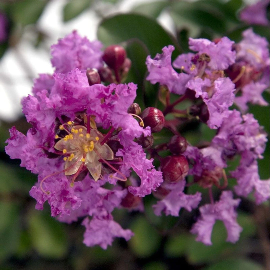 Crape Myrtle Early Bird Lavender 3 Crape Myrtle Early Bird Lavender - Image 3