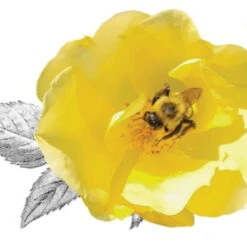 Easy Bee-zy Knock Out Rose -Pixies Gardens EasyBee zyKnockOut Bloomleaves