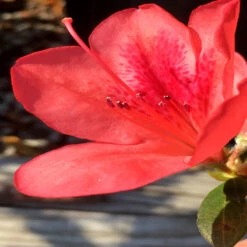 Autumn Sunset Encore Azalea -Pixies Gardens Encore Azalea Autumn Sunset 2 500x750 1