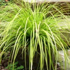 Carex Oshimensis Evercolor 'Everillo' -Pixies Gardens Everillobysteps
