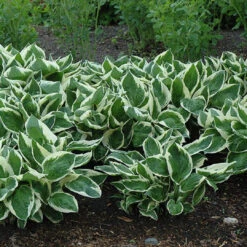 Minuteman Hosta 8 Minuteman Hosta -Pixies Gardens F002 06