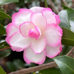 Bob's Supreme Camellia