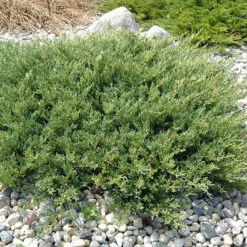 Nick's Compact Juniper 9 Nick's Compact Juniper -Pixies Gardens F262 10 1 88ed28d1 efea 4748 bd3d 46b1d94c5438
