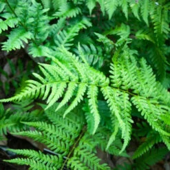 Dryopteris Ludoviciana Southern Shield Fern - [CG] -Pixies Gardens F546F7VV34ZCBMIZ2WQLQGC2