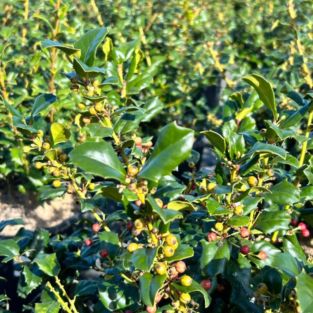 China Girl Ilex 1 China Girl Ilex