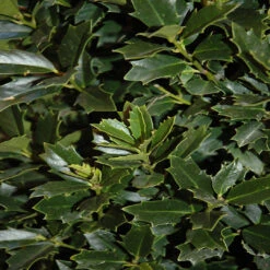 Oakland Holly 11 Oakland Holly -Pixies Gardens F788 06