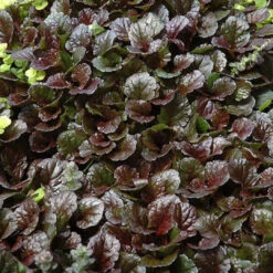 Ajuga Reptans 'Black Scallop' - [EG] -Pixies Gardens F849 05 07964.1626902635.1280.1280