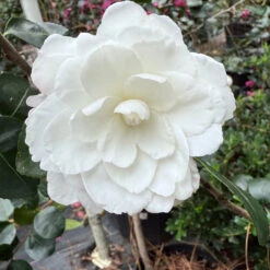 Seikaiha Camellia Sasanqua -Pixies Gardens F8DDE130 54D0 4700 A6BE 142C279A643C