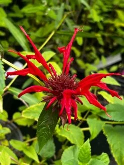 Jacob Cline Bee Balm- Drop-Dead Gorgeous Red Blooms -Pixies Gardens FE72672E 1D26 49C7 A55A 839B2B8AD115