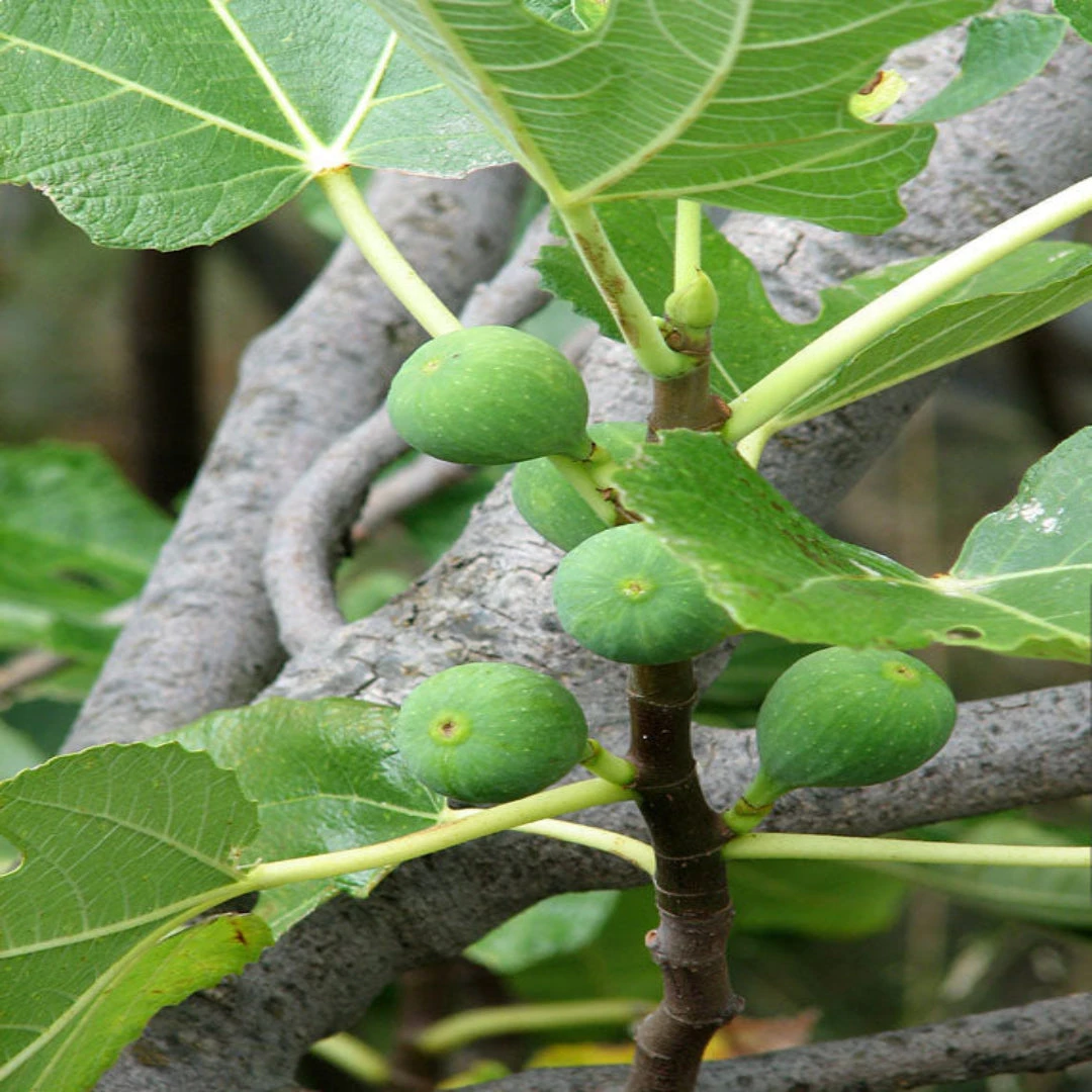 Italian Honey Fig Tree 4 Italian Honey Fig Tree - Image 4