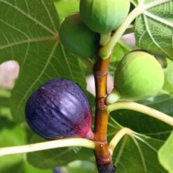 Bordeaux Fig Tree -Pixies Gardens Fig Violette de Bordeaux Fig Tree Starter Plant 1eaa405a 3b35 4428 b575 c70027be61a4.666c1ff7c49d8a0e9e5970770c764ab1
