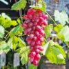 Flame Red Seedless Grape Vine