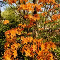 Rhododendron Aromi Sunrise Native Azalea 10 Rhododendron Aromi Sunrise Native Azalea -Pixies Gardens Florida azalea 2000 0ee4f9567fad412786efc7e88a4b0203