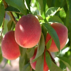 Florida King Peach Tree -Pixies Gardens Floridaking Peach SS 25069987 Page 14