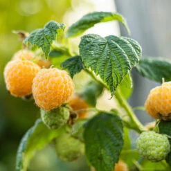 Anne Everbearing Yellow Raspberry -Pixies Gardens FramboisierjauneAnneRubus
