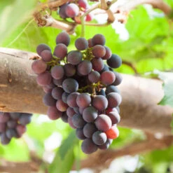 Fredonia Grape -Pixies Gardens FredoniaGrape 800x 601b5706 cfdd 4bfa 8173 2d184fcd93c7