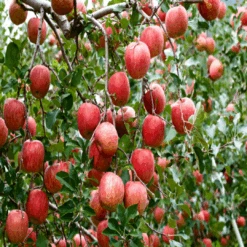 Fuji Apple Tree -Pixies Gardens Fuji Apple 2